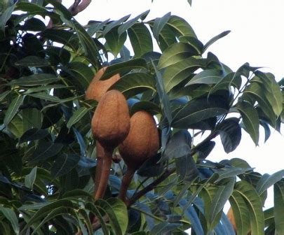 Kapsul buah tunjuk langit, adalah raja segala penawar. Sebuah Coretan Dalam Sebuah Kehidupan: BUAH TUNJUK LANGIT