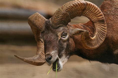 They were formerly sold in jam mart clothing and were first released sometime during beta testing. The 10 Best Horns In The Animal World: The Definitive List - Modern Farmer