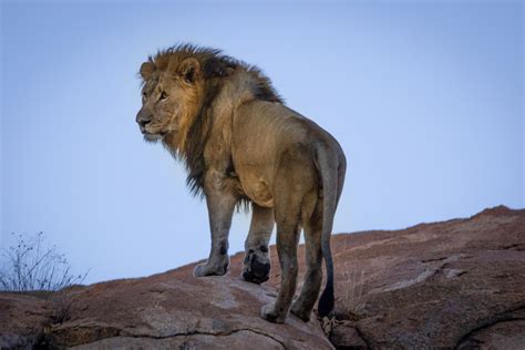 Fotos gratis : mamífero, vertebrado, fauna silvestre, león, Animal