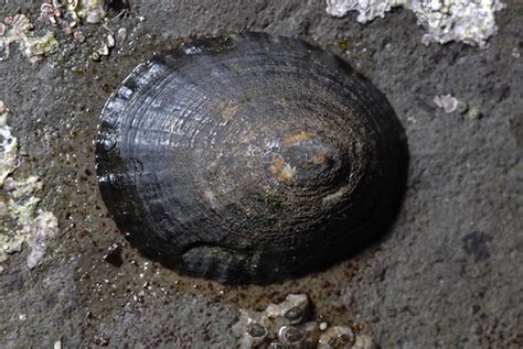 Each shield has a hidden stat shield stability which governs its ability to resist heavy blows. Lottia pelta - Shield Limpet | Found at Davenport Landing ...