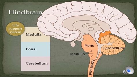 Its free and it would help this channel become. Nervous System Diagram Psychology : Week 6 - Psychology 3 with 3 at University of Melbourne ...