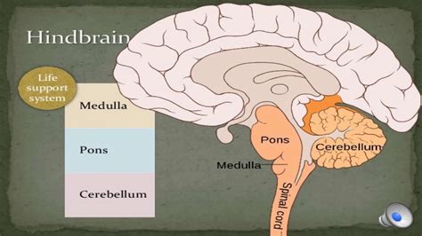 This article explains the nervous system function and structure with the help of a human nervous system diagram and gives you that erstwhile 'textbook feel'. Nervous System | Brain : Structure and Function| Lecture 7 ...