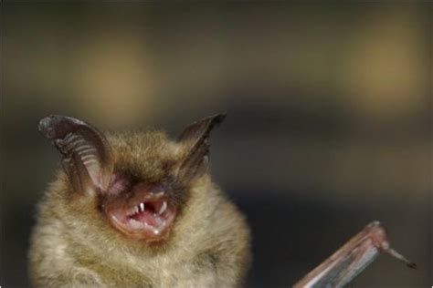Maybe you would like to learn more about one of these? Help Northern Long-Eared Bats Become Listed as Endangered ...