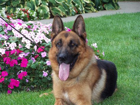 Although appreciative of a high drive police service or military working dog, these individuals require a different type of canine companion in their own home, and many. German Shepherd Breeders,German Shepherd puppies for sale,