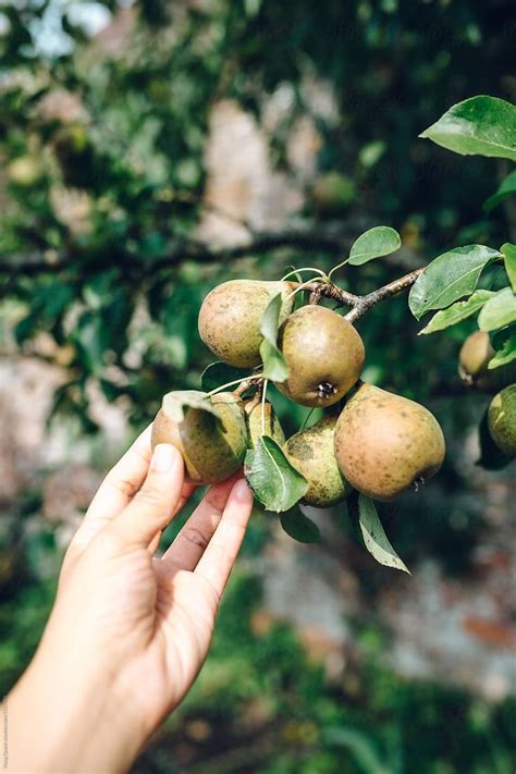Pear —  per  noun count or uncount a fruit that is smaller toward the stem end, is white inside, and has yellow, green, or brown skin. Pin by Danielle on eat: pears | Pear, Grapes, Fruit