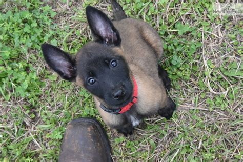 Working line belgian malinois puppies brn 011821 napr registered pups will come vaccinated examined by vets dewormed come with litter certificate for more information. Belgian Malinois puppy for sale near Houston, Texas ...