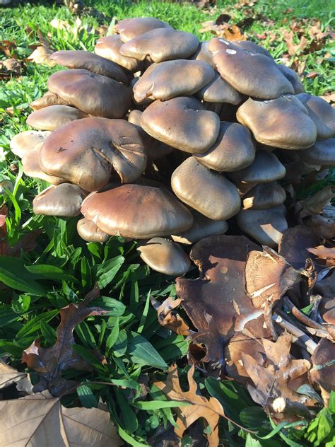 Learning how to grow mushrooms at home can be challenging, mostly due to the incredible range of varieties you have to choose from. can you identify these mushrooms growing in oakland ...