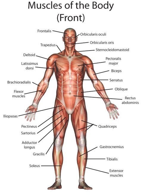 Muscles of the human body (front view). My English Pages Online: Human Anatomy - Anatomía Humana