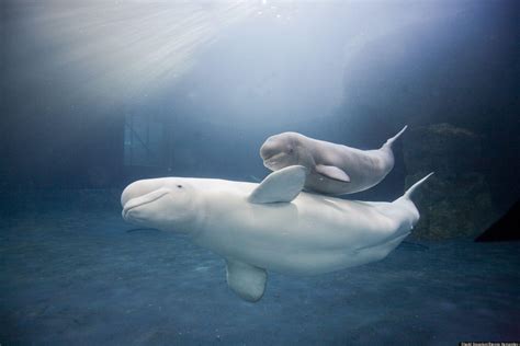 See full list on livescience.com Beluga Whale Wallpapers - Wallpaper Cave