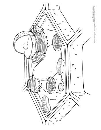 Plant and animal cells are similar, consisting of a protoplast bounded by a cell membrane. Plant Cell Diagram - Unlabeled - Tim's Printables