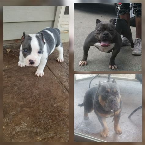 High to low nearest first. American Bully Puppies For Sale | Raleigh, NC #283263