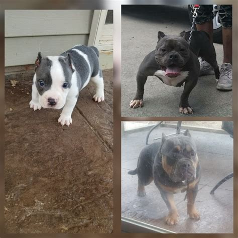 American bully puppies for sale. American Bully Puppies For Sale | Raleigh, NC #283263