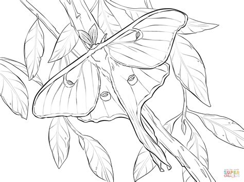 View the image galleries for these coloring pages. Realistic Luna Moth coloring page | Free Printable Coloring Pages in 2020 | Luna moth, Insect ...