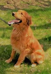 Look at pictures of golden retriever puppies who need a home. NV - Golden Retriever Puppy Breeders