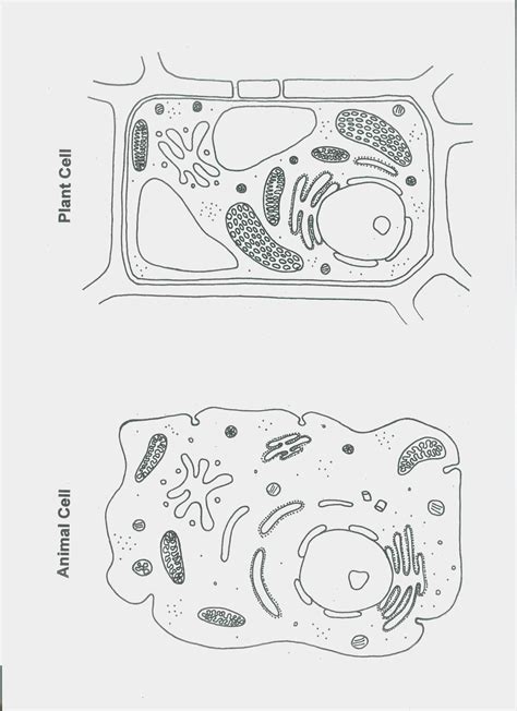 Maybe you would like to learn more about one of these? Cells and Their Organelles Worksheet