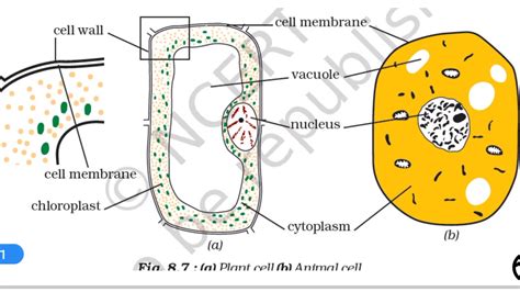 → hence, it ncert solutions for class 8 science. Cell structure and function chapter-8, Part-3, science ...