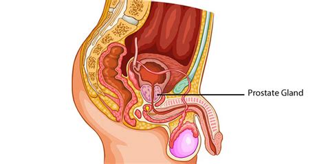 From the rectum, the doctor will press gently on your prostate gland for several minutes, which causes prostatic secretions to be expressed from your. Learn The Best Prostate Massage Technique