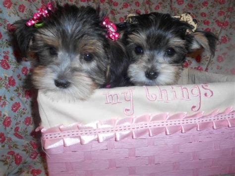 He is 11 weeks old. Morkie Puppies For Sale | Detroit, MI #115252 | Petzlover