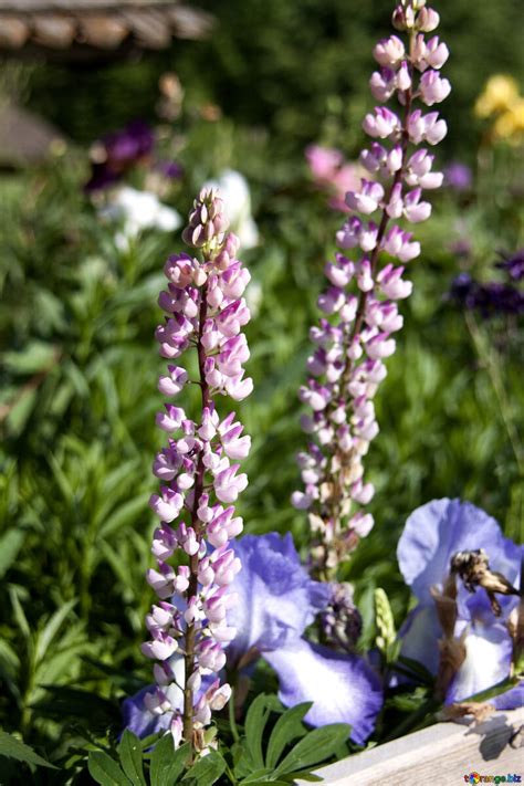 We are a traditional florist with an. Fleurs roses rose lupin jardin de la fleur texture № 3235