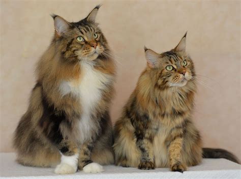 *only a deposit will hold a kitten. Big Maine Coon Cats For Sale Uk - Baby Black Kittens For Sale