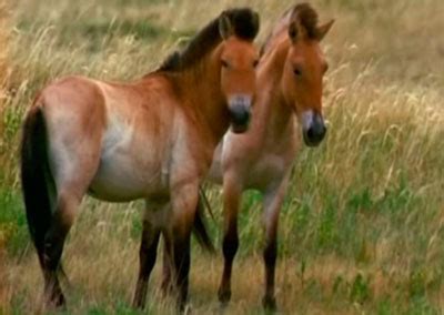 Se denomina importación a la acción comercial que implica y desemboca en la introducción de productos foráneos en un determinado país con la misión de comercializarlos. Caballos Salvajes: Mitos y Verdades | Experto Ecuestre