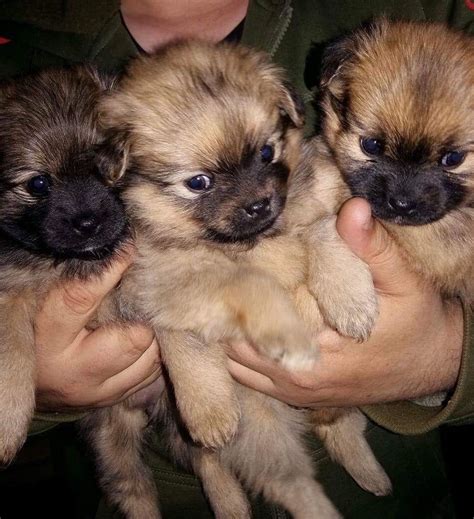 The slightly domed skull is lean and muscular, wide between the ears with a medial line going down the forehead. Pomeranian Puppies For Sale | Dallas, TX #219354 | Petzlover