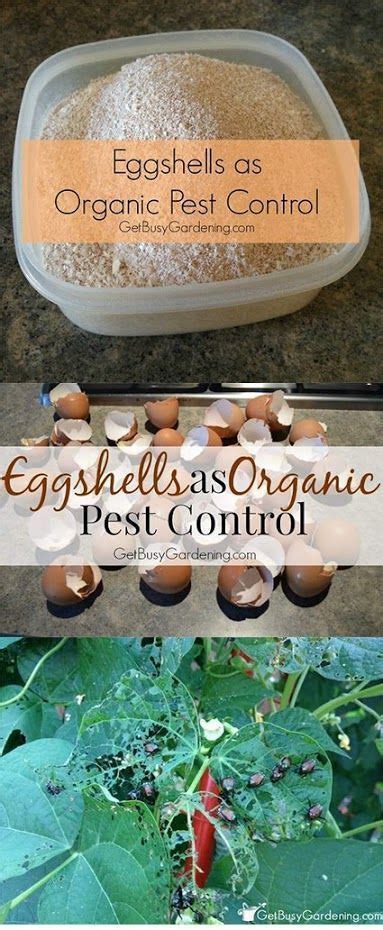 Traditional pesticides consisting of synthetic chemicals could have harmful consequences to your family when controlling unwanted insect pests. Natural Garden Pest Control | Organic gardening tips, Garden pests, Natural garden