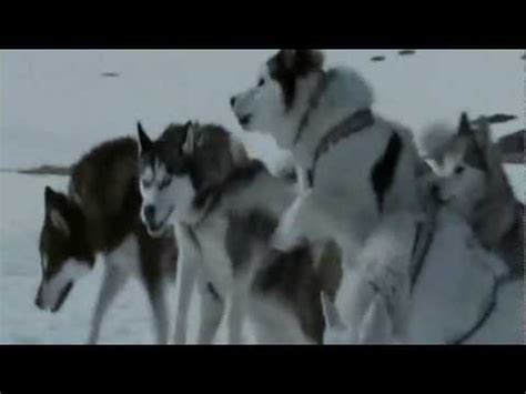 Get credits and details for eight below at metacritic.com. Eight Below - dog sledge / Antarctica - Rodeln ...