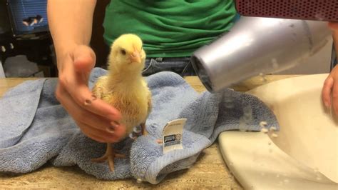 Have a drying towel (handtowels work well for chicks) for each baby and your hairdryer set up. Blow drying a baby chick after bath - YouTube