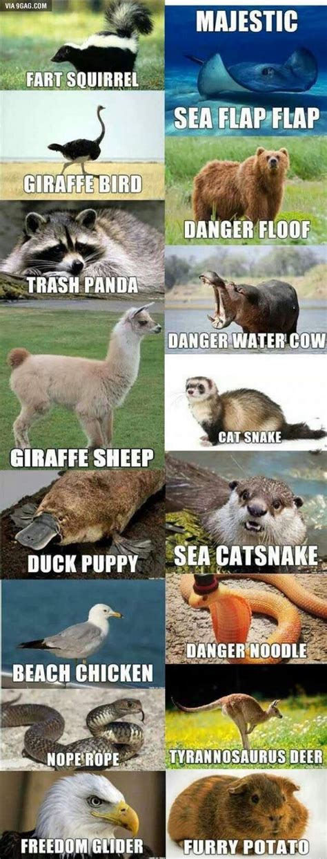 Alternate names for animals | Animal jokes, Funny animal ... Want the best of buzzfeed animals in your inbox?