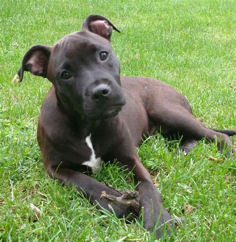 If you are an active and outdoorsy person, the labrastaff is the. Walt the American Staffordshire Terrier, Labrador Mix