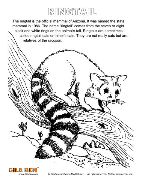 The hit tv series has returned to phoenix for another 10 episodes and will premiere on sunday, february 19, 2017. Arizona State Mammal: Ringtail Cat Coloring Page