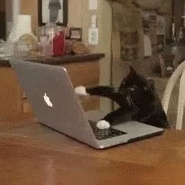 Cat Work It GIF - Cat WorkIt Make - Discover & Share GIFs