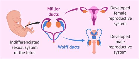 Sexual differentiation of the fetus