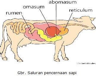 Perbedaan hewan dan tumbuhan selain memiliki beberapa persamaan seperti telah disebutkan di atas hewan dan tumbuhan juga memiliki beberapa perbedaan. Our Biology: Ruminansia dan Perbedaan dengan manusia