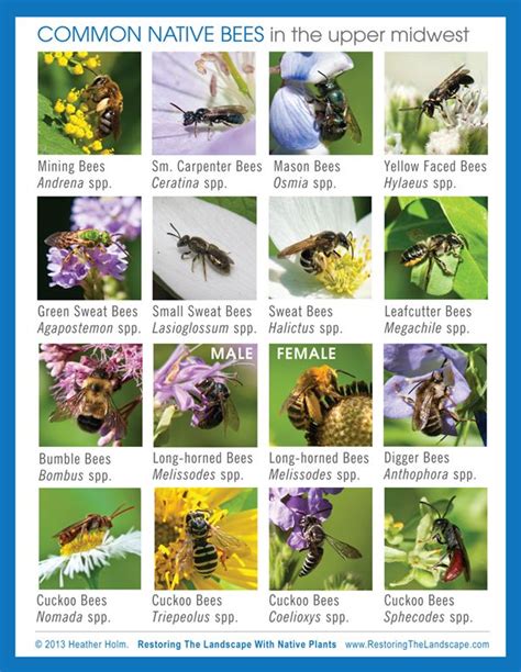 Bees obtain all of their carbohydrates from floral nectar, and all of their protein from floral pollen. Restoring The Landscape With Native Plants | Wildlife ...