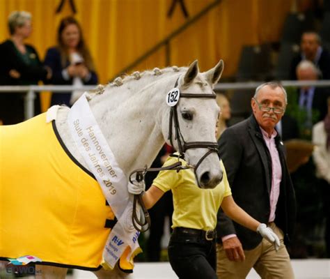 Tokyo 2020 eventing julia krajewski. Hannoveraner Hengstkörung: 1,89 Millionen-Euro-Hengst geht ...