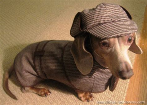 Sherlock holmes costume for dogs. Sherlock Holmes Dog Costume | Dachshund, Dachshund costume ...