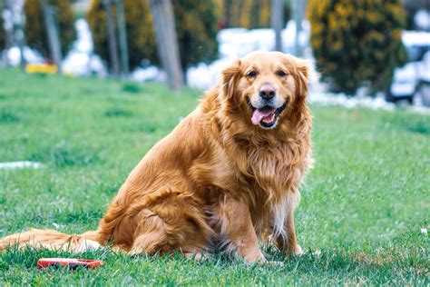 Find opening hours and closing hours from the pet stores & supplies category in denver, co and other contact details such as address, phone number, website. Best Pet Stores In Pune | WhatsHot Pune