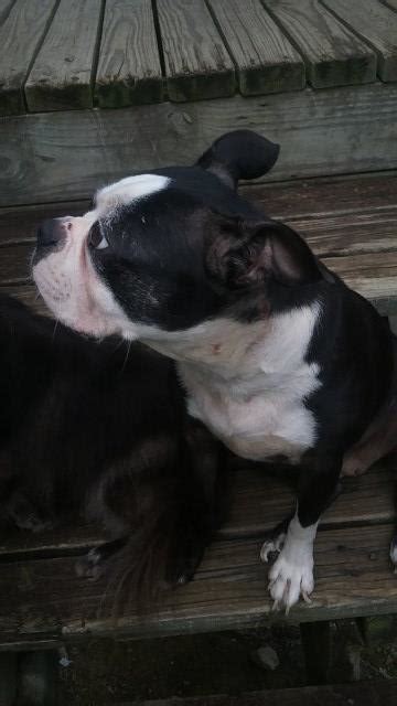 Maybe you would like to learn more about one of these? Boston Terrier puppy dog for sale in Malvern, Arkansas