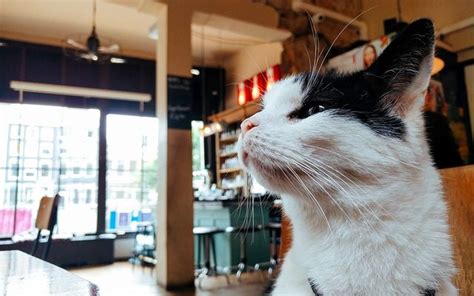 Anstatt deine katze also zu bestrafen, liegt es bei dir, herauszufinden, warum sie sich so verhält. Katze pinkelt überall hin? Hier bekommst du schnelle Hilfe!