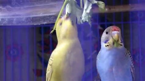 Is it ok to feed cilantro to parrots? Budgies Parakeet love to eat cilantro - YouTube