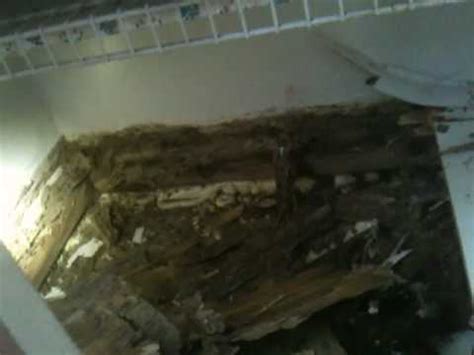 Check spelling or type a new query. Tampa Fl Subterranean termite damage to kitchen cabinet ...