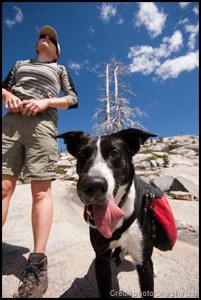 Faire une fellation face à la caméra avec une grosse bite du chien, comment voulez vous qu'elle refuse cette proposition. une baise avec son chien