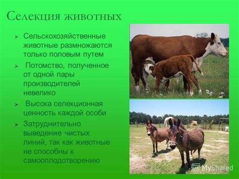 Презентация на тему: "СЕЛЕКЦИЯ. Методы селекции животных. Селекция Это ...