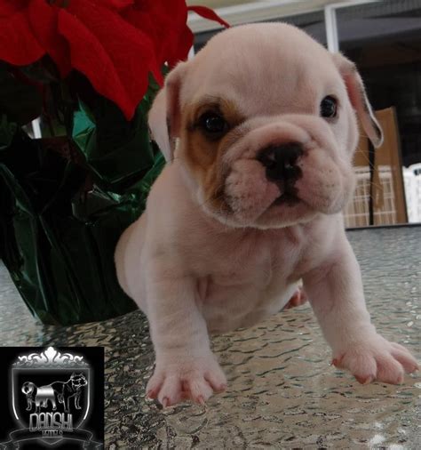 Is pet insurance worth the cost? AKC English Bulldog Puppies for sale DNA'd chocolate, blue, & tri color carriers.. 2 boys ...