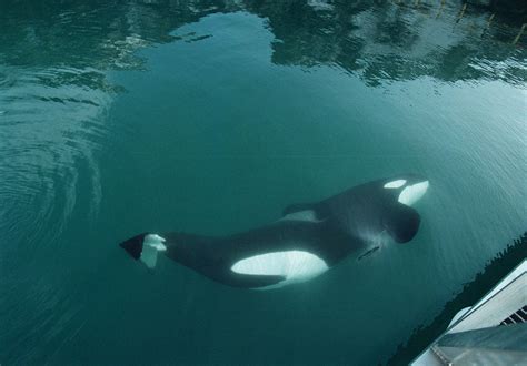The international marine mammal project worked with keiko for years and ultimately returned… Pin on Orcas/Dolphins