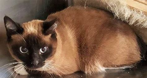 Will you get my breakfast? Arizona - RESCUE Siamese & stray cats