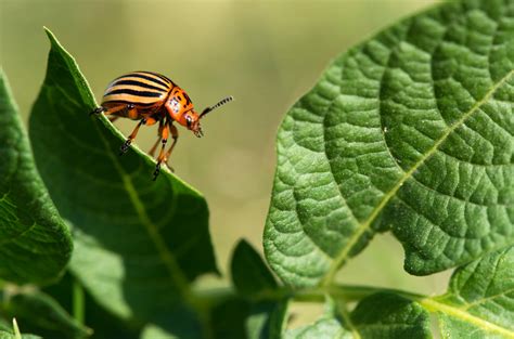 Control the pests in dolly sods. Alliance Pest Control Stuarts Point | Pest Control