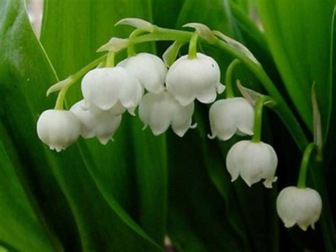 Sai, comunque, quali fiori primaverili fioriscono a marzo, che sono ad aprile, e ad aprile, fioriscono bellissimi e profumati fiori primaverili. Mughetti - Piante Perenni - Pianta mughetto